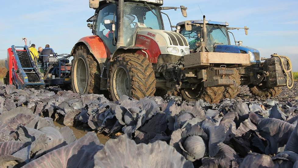 Bij de machinale oogst van kool is de uitdaging om de verspringende koolgroei goed en ongeschonden te oogsten.