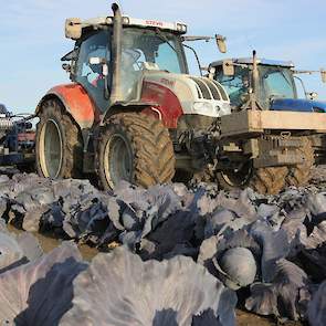 Bij de machinale oogst van kool is de uitdaging om de verspringende koolgroei goed en ongeschonden te oogsten.