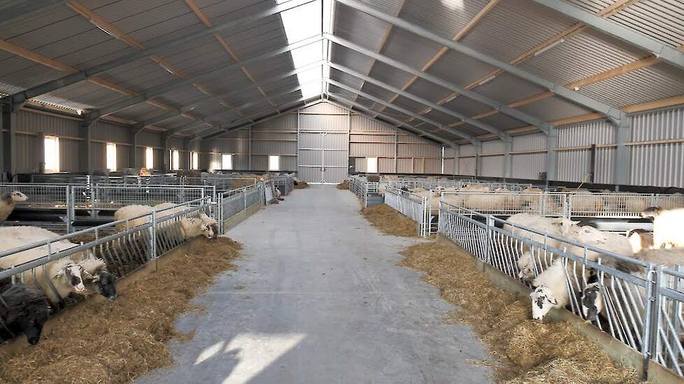 Nieuwe stal voor grazende schapen in Lippenhuizen