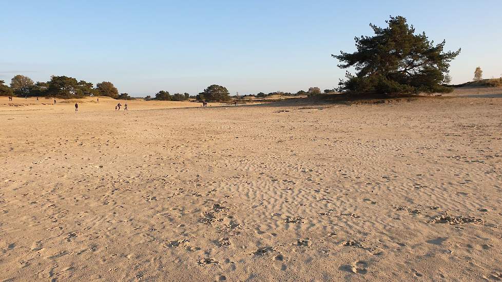"Kale Duinen” Bij Appelscha (Frl.) zomer 2019. Al 30 jaar heel veel Stikstof-depositie voorspeld maar toch nog schrale, zeer schrale zandgrond….