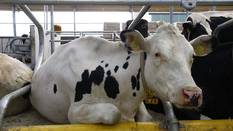 Bouw stal voor 760 koeien loopt vertraging op - Veldpost