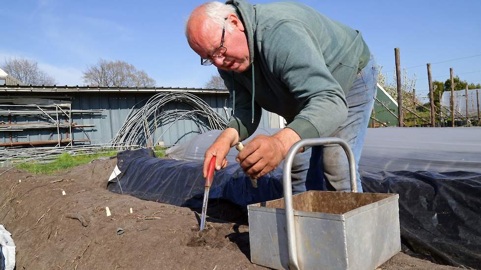 Henk Sturing steekt asperges. „Ze zijn van het ras Cumulus, een ras met een zachte bite. Het aspergeveld is ongeveer 2,5 ha groot. De kwaliteit is prima." Bij het steken wordt hij geholpen door mensen uit zijn leerwerkbedrijf of die via het UWV bij hem we