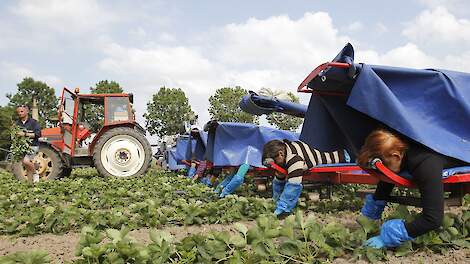 Onkruid wieden tussen de aardbeien. Veel seizoenarbeiders zoals de Roemenen op deze archieffoto kunnen nu door coronamaatregelen niet naar Nederland komen.