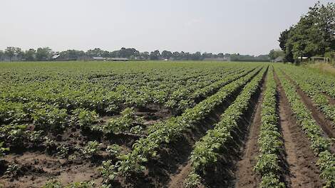 Bruinrot in reeds gepote partij pootaardappelen - Veldpost