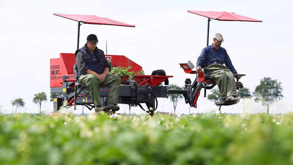 Fotoserie: Aardappelen selecteren in Nagele