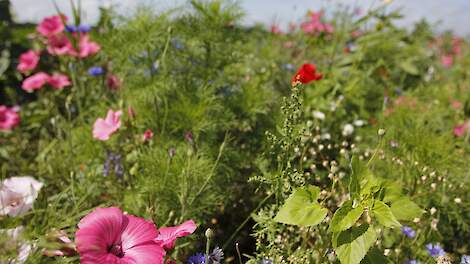 Friesland stelt subsidie beschikbaar voor verbeteren biodiversiteit - Veldpost