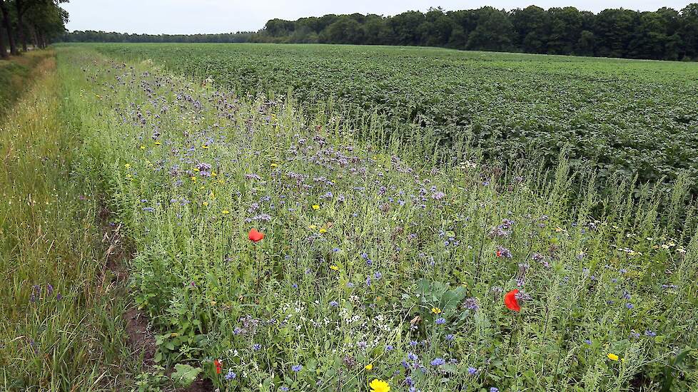 Boeren Anloo werken samen aan terugdringen perceelsemissie