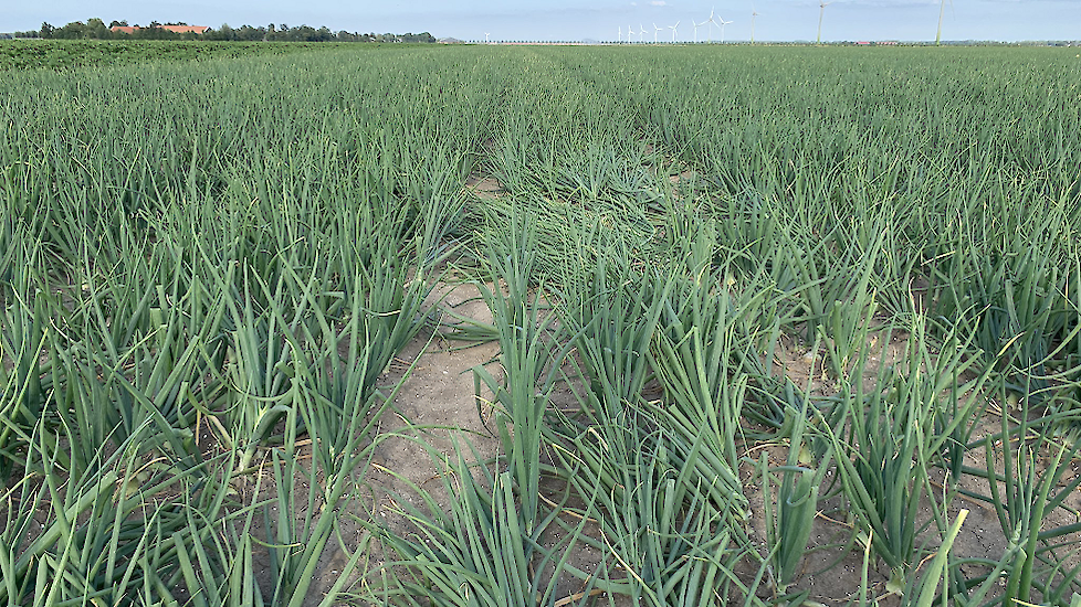 De eerste uien op de akker van akkerbouwer Harry Schreuder uit Swifterbant (FL) gingen eerder deze week al  “strijken”, (uienloof gaat op de grond hangen). Voor de hitte losbarst, heeft Schreuder de uien behandeld om kieming in de uienopslag tegen te gaan