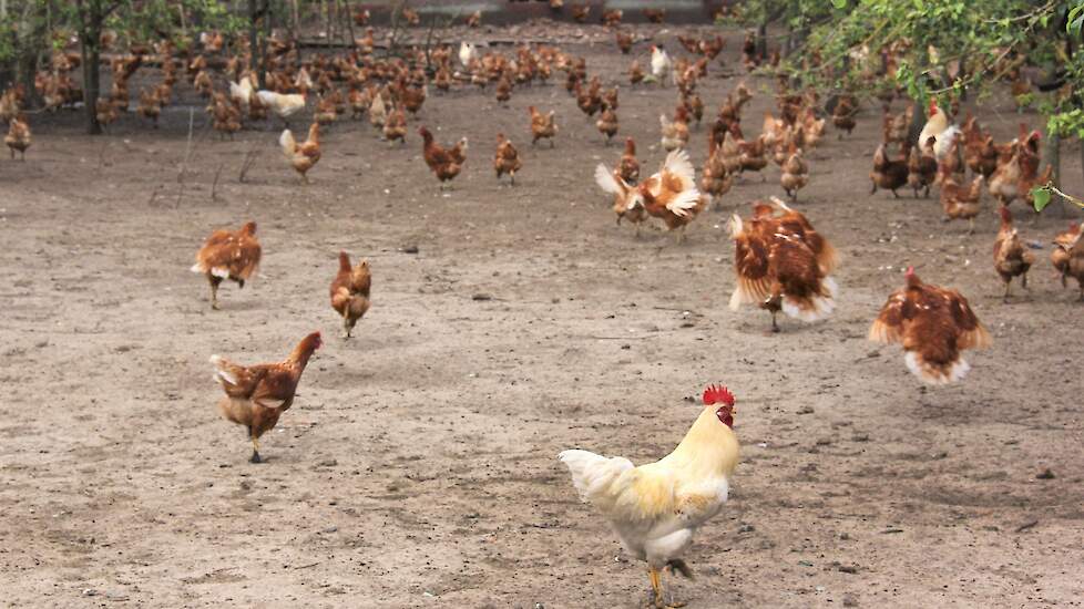 Hanen lopen kriskras door de koppels kippen, zij zorgen voor rust en afleiding (bijvoorbeeld tegen pikken) en ze waken over de hennen. De hanen gaan bijvoorbeeld als allerlaatste naar binnen, en ze ontdekken als eersten een nieuw perceel.