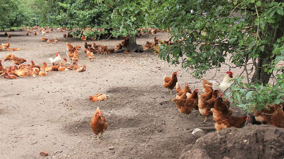 De kippen zijn verdeeld over twee stallen en twee verschillende uitlopen van ieder een paar hectare, met heel veel struiken en bomen. Met name peren- en appelbomen zijn het die het fosfaatgehalte in de grond, door de kippenmest van járen, omzetten. „Zo pr