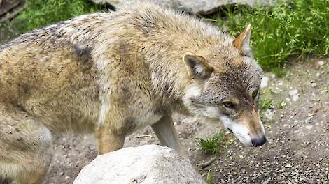 VVD Friesland: 'Motie wolf vraagt om snelle actie' - Veldpost