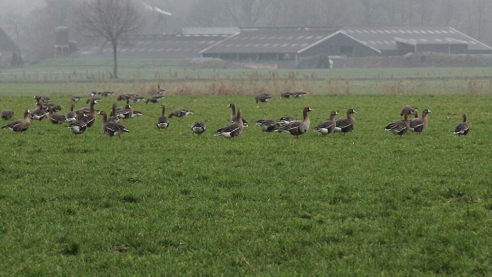Ganzen zorgen voor schade op grasland.