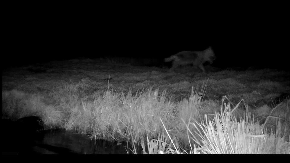 Waarschijnlijk wolf geregistreerd bij Alde Feanen in Friesland