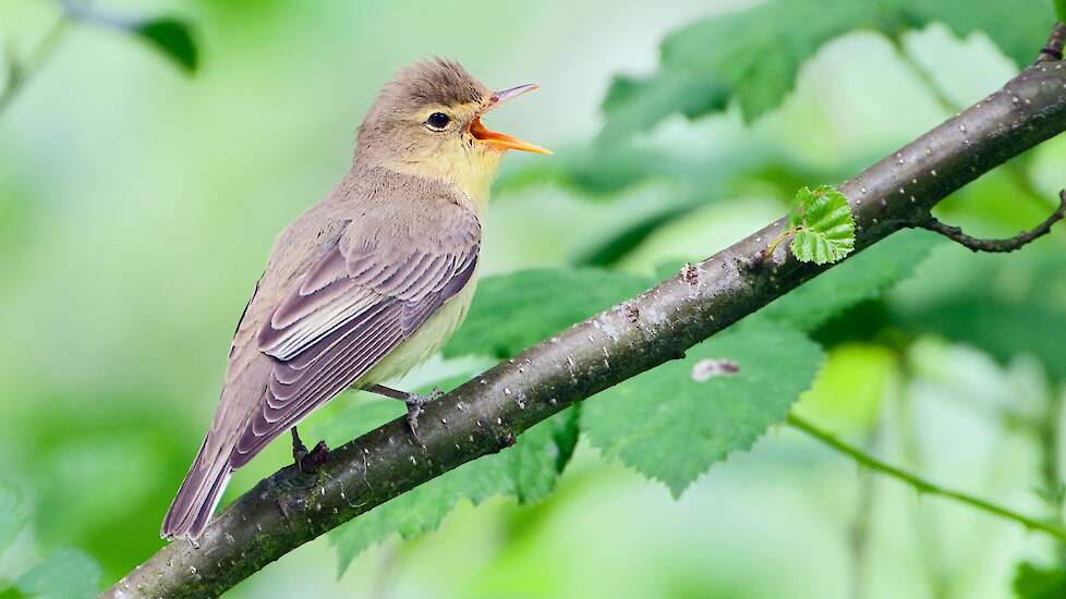 Afbeelding van de spotvogel.