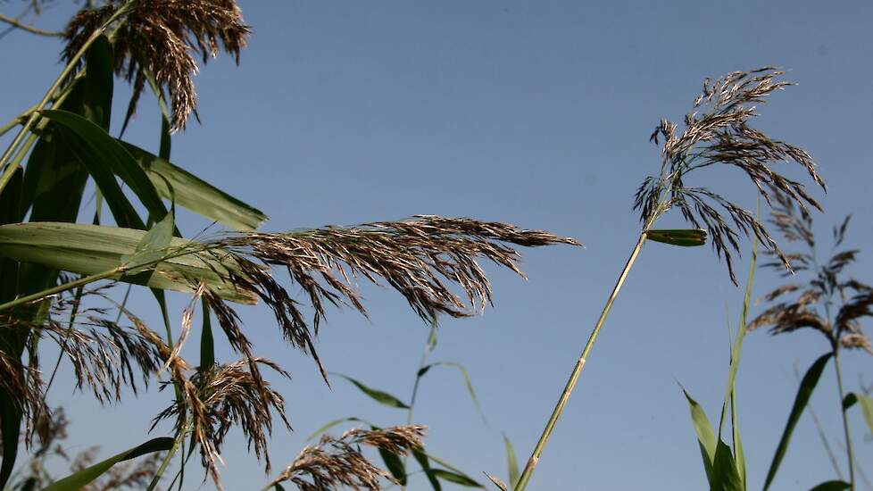 Afbeelding van riet ter illustratie.