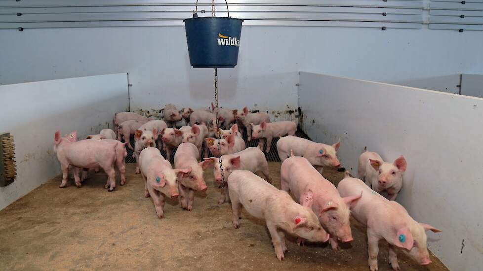 De biggen worden gespeend op 28 dagen en hebben dan een gewicht van ruim 8 kilo. Okken: „Na het spenen eten de biggen zo goed dat ze na 2 dagen al overschakelen op biggenvoer. Anderen voeren wel 7 tot 10 dagen speenvoer. De speendip is daardoor ook minima
