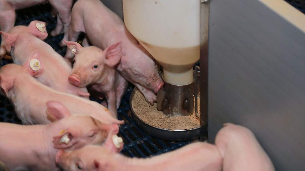 Prestarter heeft een voordeel volgens medewerker Brian Okken. „Ze maken daarmee al kennis met droogvoer en dan gaat de overgang naar de gespeende biggen veel beter. Daarnaast geven we ze na achttien dagen in de kraamstal ook al speenvoer zodat ze dat lere