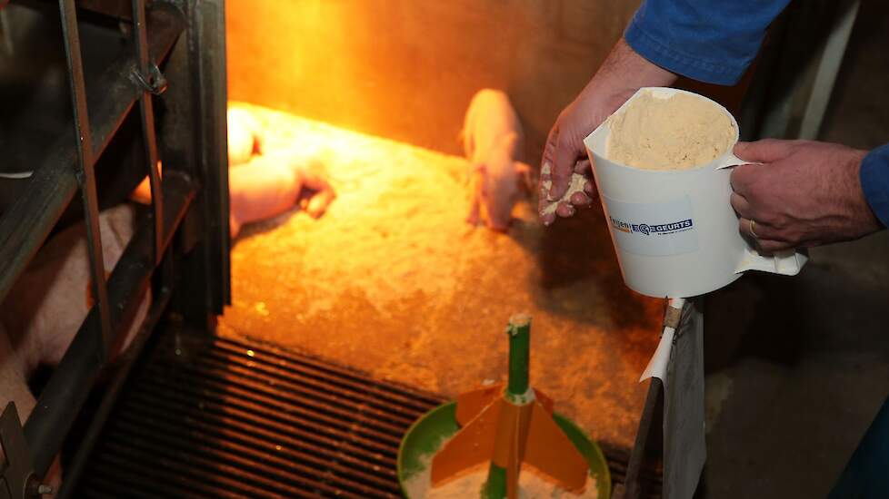 Het bijvoeren in de kraamstal gebeurt sinds 2018 alleen nog maar met droge producten: nursemeel (zuivelrijk product), prestarter en speenkorrel . „In het begin hebben we alles afgewogen. Wat is normaal en wat eten ze op? In de eerste week kijk je of het k