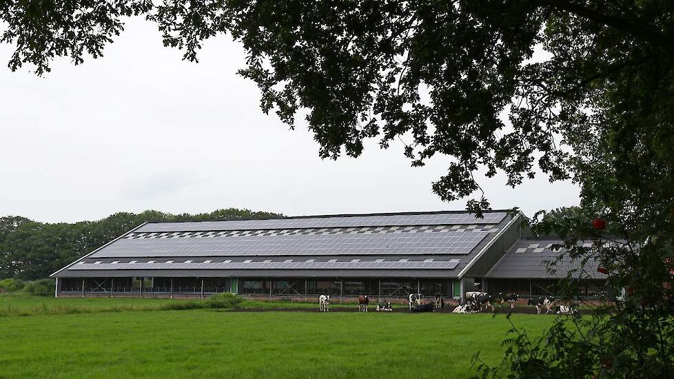 Afbeelding van ligboxenstal met zonnepanelen ter illustratie.
