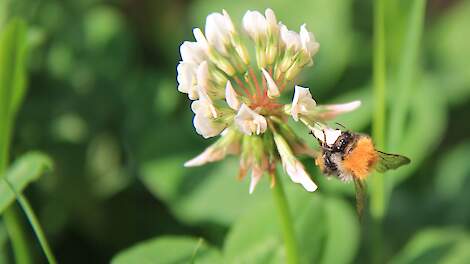 Subsidie voor experimenten met natuurinclusieve landbouw in Friese veenweide | Veld-post.nl - Landbo
