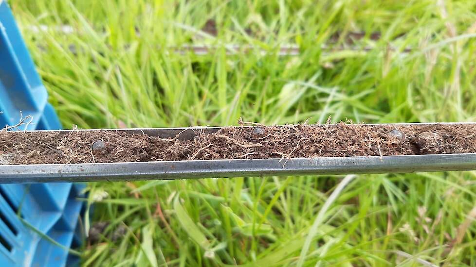 Waterafstotend veen: druppels water worden niet meer door de veengrond opgenomen als deze te ver is uitgedroogd, de bodem is hydrofoob geworden.