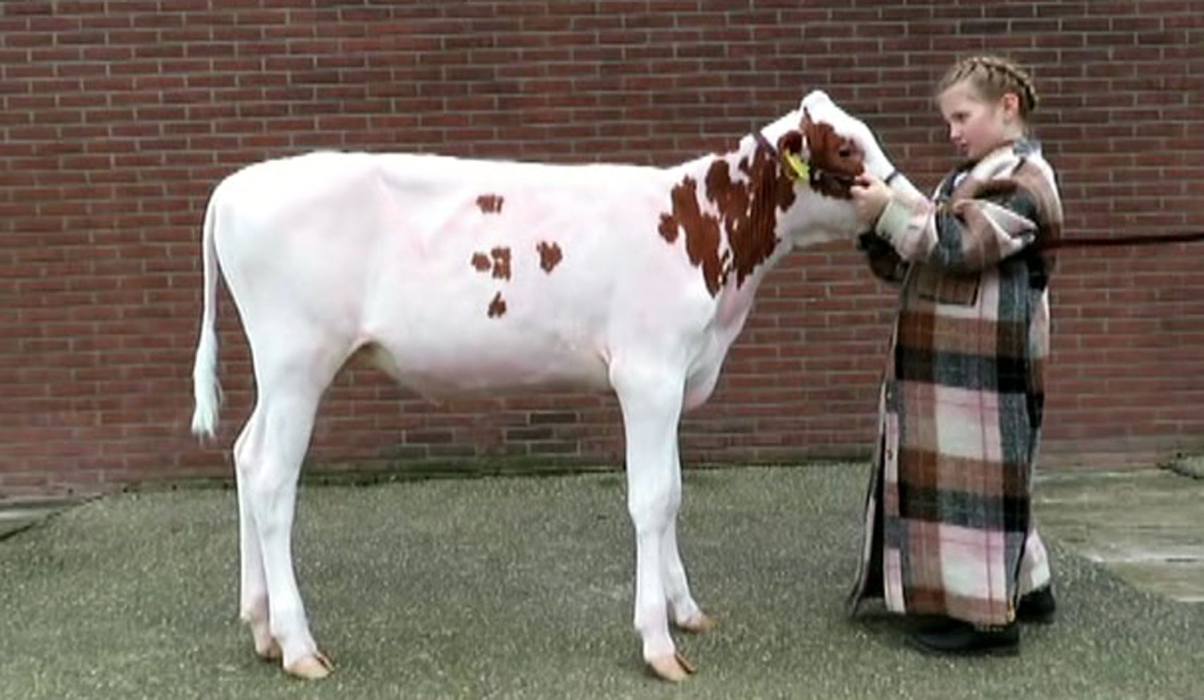 Fotoserie Uitslag Eerste Digitale Videokeuring Groninger Rundvee Show Veld Post Nl Landbouwnieuws Voor Noord Nederland