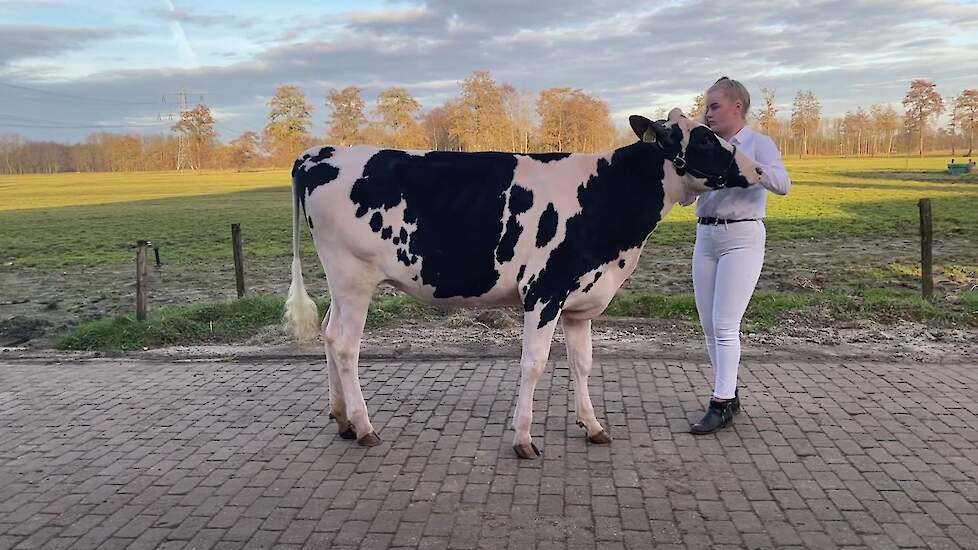 Exterieur Pinken – Kampioen: Sanne 37 (V. Duckett Crush Tatoo) geb. 24-11-2019. Voorbrenger: Renate Wubbema, 15 jaar