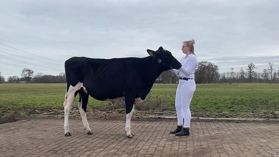 Showmanship Pinken – Kampioen: Danique Koster, 17 jaar