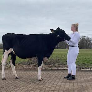 Showmanship Pinken – Kampioen: Danique Koster, 17 jaar