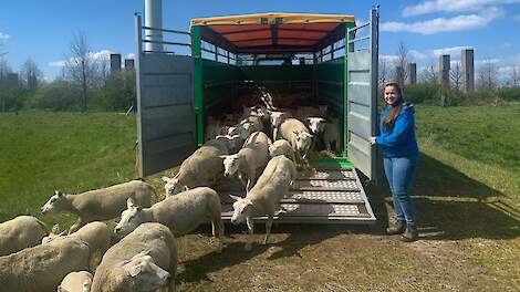 Video: Schapen gaan weer naar buiten | Veld-post.nl - Landbouwnieuws voor Noord-Nederland - Veldpost