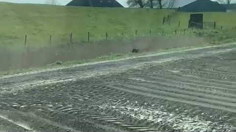 Groningse akkerbouwer spot goudjakhals op zijn perceel