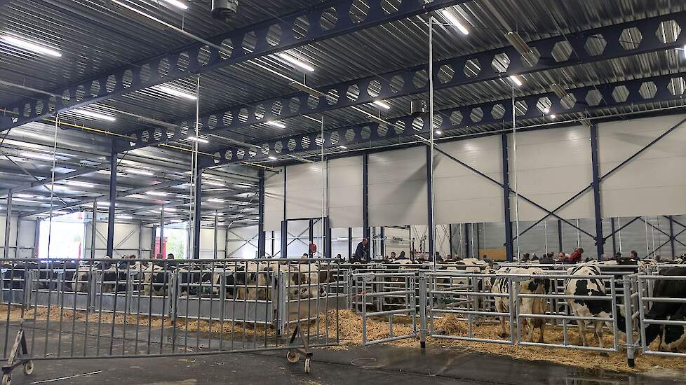 De veehandel begon woensdagavond meteen met koeien. Schapen, lammeren en kalveren volgen over twee weken.