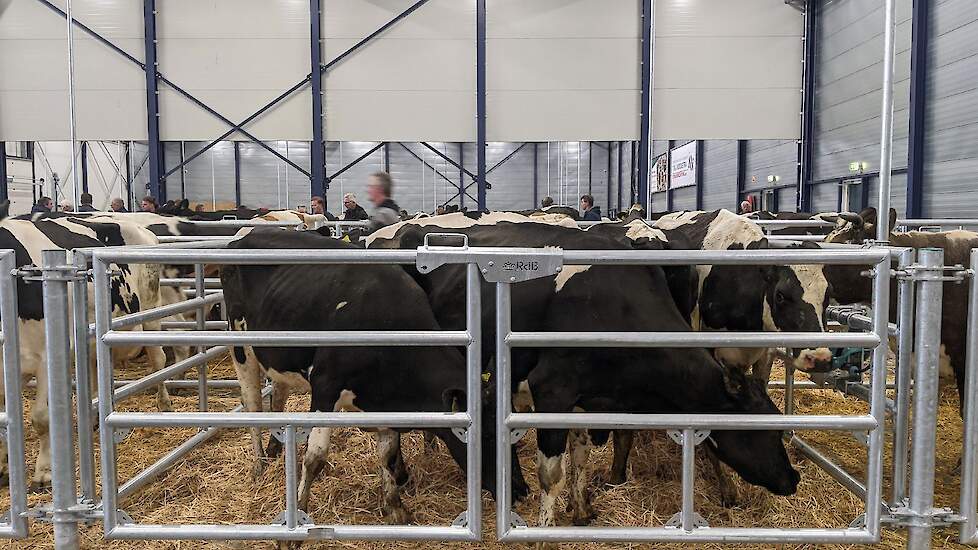 De eerste koeien zijn dus woensdagavond verhandeld in de nieuwe hal.