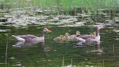 Friese veehouders woedend op provincie die een vijfde deel ganzenschade niet meer betaalt - Veldpost