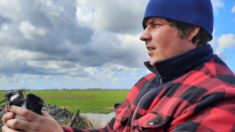 Onze Weidevogels › Onderzoek naar braakstroken; Meer insecten voor de kievitkuikens | Veld-post.nl -