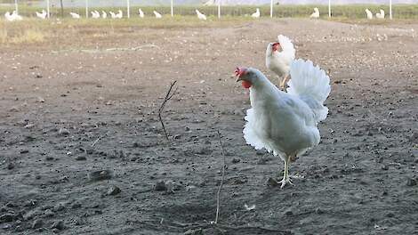 Kippenhouder Aalsum mag hek om vrije-uitloopkippen voorlopig laten staan | Veld-post.nl - Landbouwni