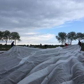 Het doek is elastisch en is losjes over de ruggen gelegd. Zo houden de aardappelen de ruimte om te groeien. „Het doek groeit met het gewas mee omhoog.”