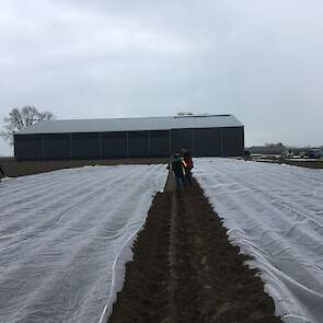 Het doek werd tegens teeltvervroegend, doordat de warmte langer blijft hangen.