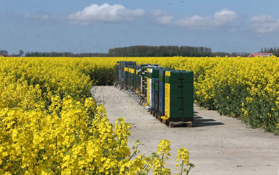 Rondom de koolzaadpercelen van Waalkens staan 100 bijenkasten van Imkervereniging Vriezenveen. “We laten de bijen graag profiteren van deze vroege nectarbron”, zegt Lenus