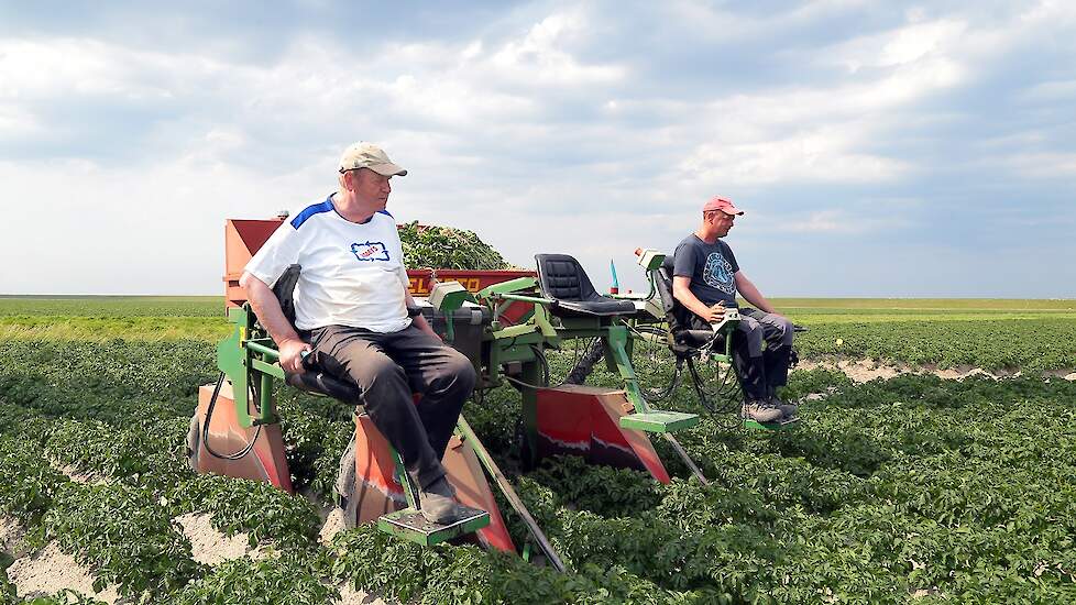 Vorige week zaten ze nog in de felle zon, deze week trotseren Berghuis en Veldman regenbuien om het gewas te selecteren. Ze rijden nu voor de tweede keer door de Fontanes. „Vanwege de regen kunnen we niet terecht op de zware percelen. De Fontanes staan op