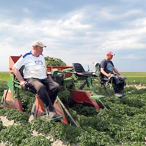Vorige week zaten ze nog in de felle zon, deze week trotseren Berghuis en Veldman regenbuien om het gewas te selecteren. Ze rijden nu voor de tweede keer door de Fontanes. „Vanwege de regen kunnen we niet terecht op de zware percelen. De Fontanes staan op