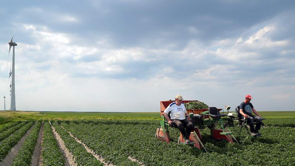 De akkerbouwers zijn vorige week begonnen met selecteren. „De planten stonden toen nog maar net boven. Maar ze groeien nu hard, dankzij de regen.”