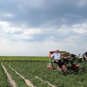 De akkerbouwers zijn vorige week begonnen met selecteren. „De planten stonden toen nog maar net boven. Maar ze groeien nu hard, dankzij de regen.”