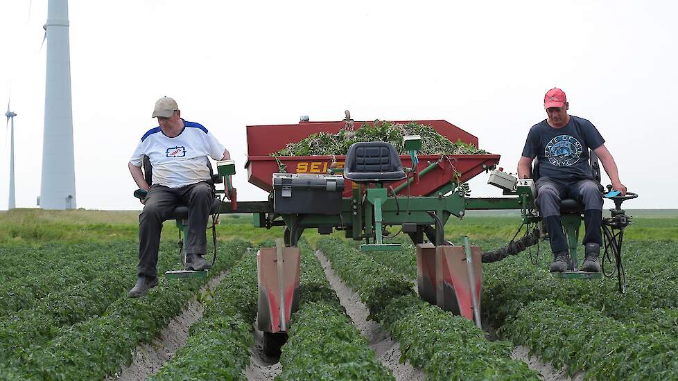 Het aantal planten dat de selecteurs er uit halen valt mee. De volle bak doet erger vermoeden. „Dit is de oogst van een aantal dagen. We laten de selectiekar op het land staan, we gaan er niet mee naar huis.”
