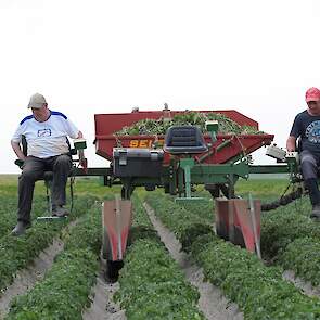 Het aantal planten dat de selecteurs er uit halen valt mee. De volle bak doet erger vermoeden. „Dit is de oogst van een aantal dagen. We laten de selectiekar op het land staan, we gaan er niet mee naar huis.”