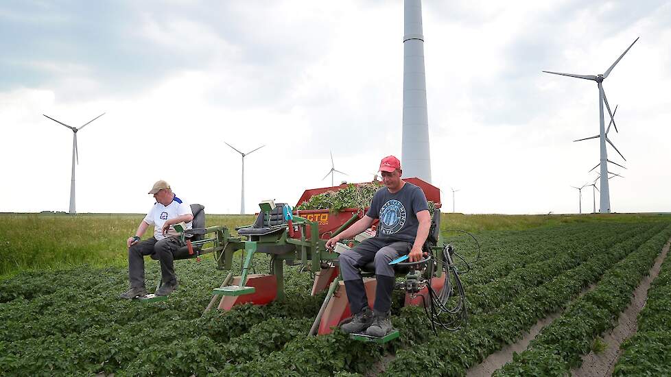De mannen selecteren doorgaans met z’n tweeën. Als er meer werk in zit, komt broer Roelof Berghuis er bij.