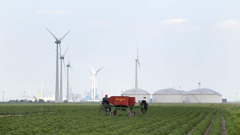 De broers Berghuis telen in totaal 45 hectare pootgoed.