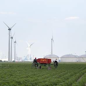 De broers Berghuis telen in totaal 45 hectare pootgoed.