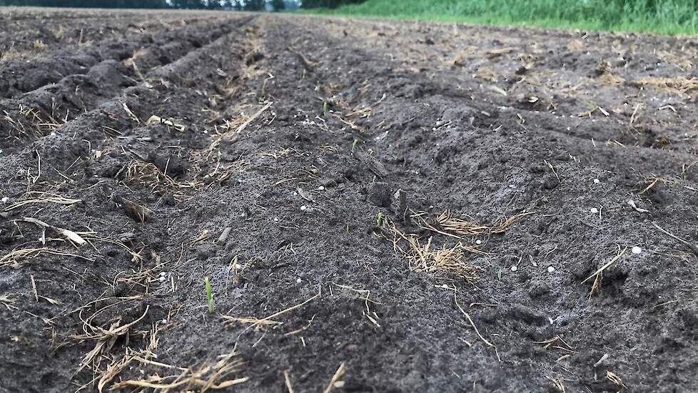 Er liggen drie demostroken met verschillende meststoffen en stimulanten: N24 (een ureummeststof met 24 procent stikstof), N24 in combinatie met Ferti-release (een bacterie die niet beschikbare nutriënten plantbeschikbaar maakt) en Ferti-release met Ferti-