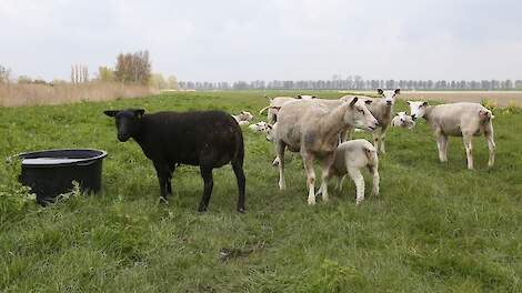 Stank van schapenkeutels, bewoner uit Balk wil af van grazende schapen voor de deur - Veldpost